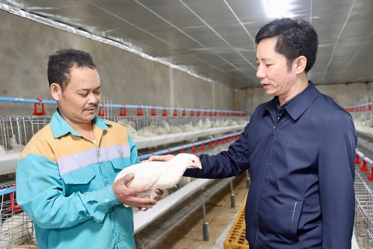 Nông dân Hà Tĩnh nuôi gà theo kiểu "độc lạ" cho đầu ra ổn định, thu nhập cao