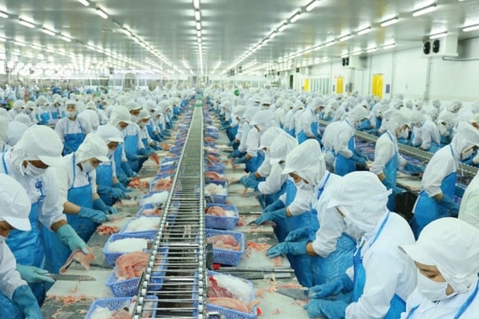 Vì sao doanh thu Vĩnh Hoàn (VHC) giảm tốc dù ngành thủy sản đang phục hồi?