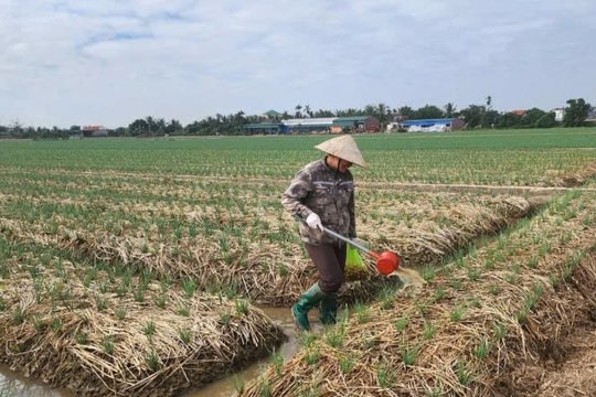 Nông dân Hải Phòng trồng giống cây "thơm lạ", kiếm 15–20 triệu/sào