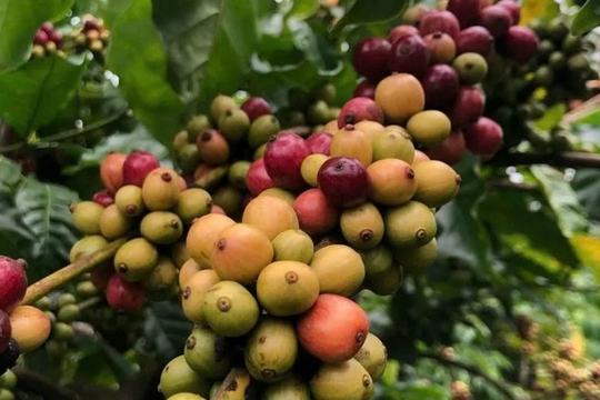 Giá cà phê ngày 30/11/2025: Thị trường nhích nhẹ, thu hoạch khó khăn vì mưa lũ
