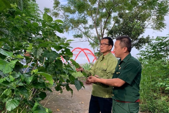 Nông dân Quảng Ngãi trở lại với nghề "nong kén", thu nhập gấp nhiều lần mía bắp, mở ra hướng nông nghiệp mới