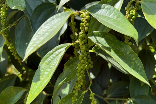 Giá tiêu hôm nay 2/12/2025: Nhiều nơi tăng tới 5.500 đồng/kg, xuất khẩu bứt phá
