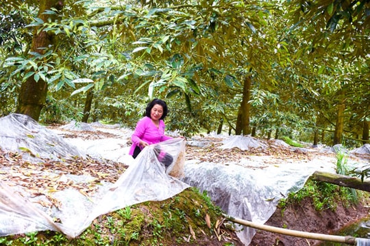 Nông dân Vĩnh Long “đọc nhịp” thị trường, chuyển vụ nghịch né hạn mặn, tăng giá trị gấp 3–5 lần cho giống trái quý