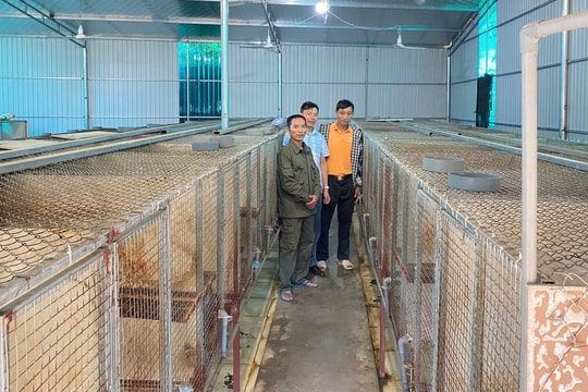 Nông dân Nghệ An gây dựng mô hình nuôi "đặc sản", thu về 400 triệu đồng mỗi năm