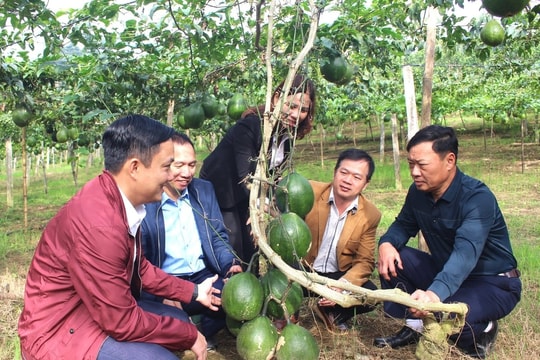 Giống cây "sần sùi, có gai" đang trở thành bí quyết làm giàu mới của nông dân Tuyên Quang, mỗi ha thu hoạch tới 300 triệu đồng