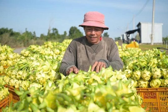 Nông dân Lâm Đồng dùng đèn LED nuôi giống trái "đặc sản", bất ngờ với chất lượng đầu ra