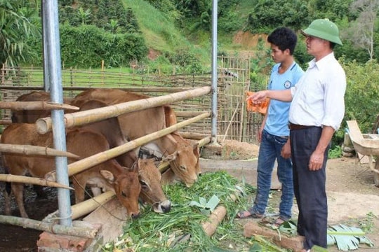 Nông dân Sơn La làm giàu trên dốc núi với mô hình mới, doanh thu trăm triệu không còn xa lạ