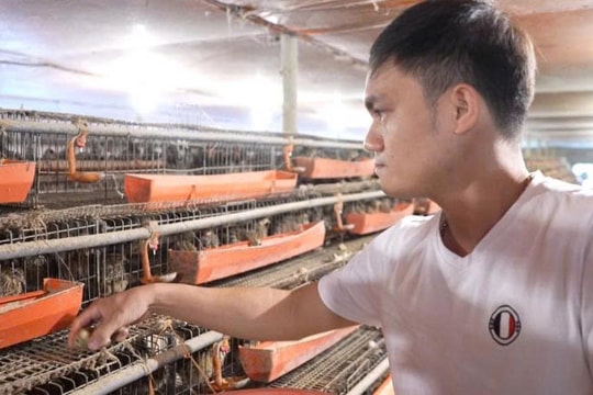 Nghỉ công việc ổn định, người nông dân Quảng Trị quyết định "chơi lớn" với giống chim nhỏ, nay mỗi năm lãi tới 400 triệu đồng