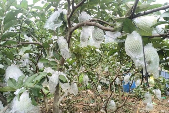 Từ ruộng hoang đến thu nhập hàng trăm triệu mỗi năm, nông dân Hải Phòng đang làm giàu "mạnh mẽ" nhờ giống trái giòn ngọt