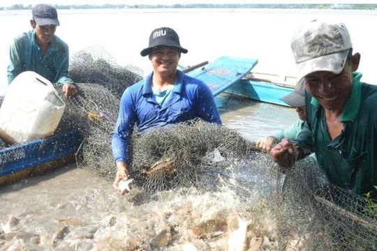 Nông dân An Giang áp dụng mô hình “nuôi cá trong ruộng” thu lãi gấp ba lần