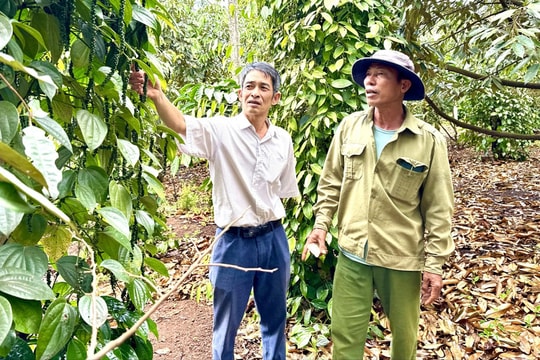Nông dân Gia Lai chuyển đổi tư duy sản xuất: Từ rau, quả, cà phê đến sầu riêng xuất khẩu đều có nông hội dẫn dắt