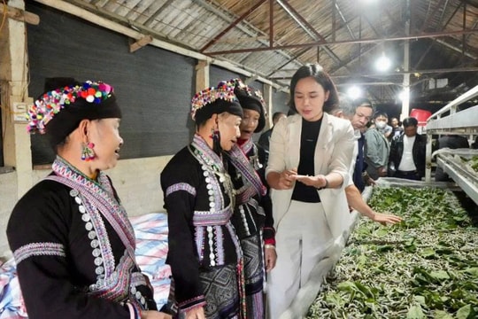 Nông dân Lào Cai đổi đời nhờ nuôi thứ "nhả tơ", thu nhập nhiều người lên đến cả tỷ đồng mỗi năm