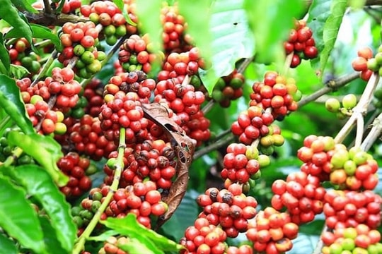 Giá cà phê hôm nay 6/12/2025: Chưa dứt đà giảm