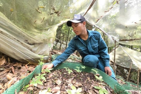 Nông dân Quảng Ngãi đưa giống "đặc sản quý" thành bệ phóng thoát nghèo