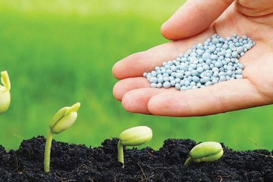 Giá phân bón hôm nay 5/12: Tiếp tục “đi ngang”, phân lân duy trì ở mức thấp