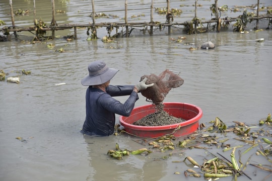 Nông dân An Giang gây dựng cơ nghiệp từ đôi bàn tay trắng, nuôi thứ có vỏ cứng lạ, mang về thu nhập 800 triệu/năm