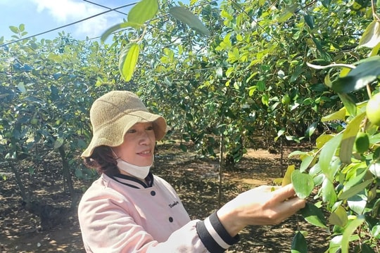 Nông dân Hải Phòng làm giàu nhờ giống hoa quả leo giàn, thu 300–400 triệu đồng/năm không còn là mơ ước