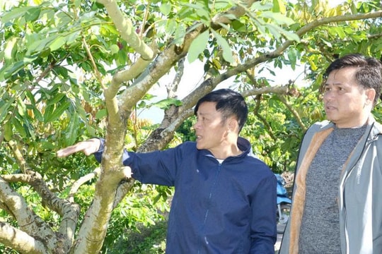 Nông dân Sơn La tiên phong làm hữu cơ, kéo theo cả vùng chuyển mình mạnh mẽ