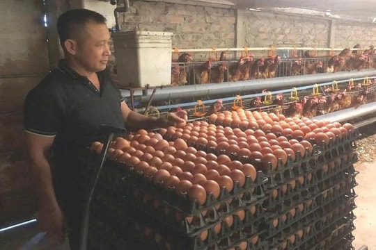 Bí mật làm giàu thành công của nông dân Ninh Bình với mô hình chuẩn VietGAP