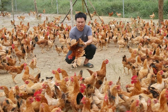 Nông dân Quảng Trị làm giàu nhờ cho vật nuôi ăn "thuốc quý", mỗi năm doanh thu 12 tỷ đồng