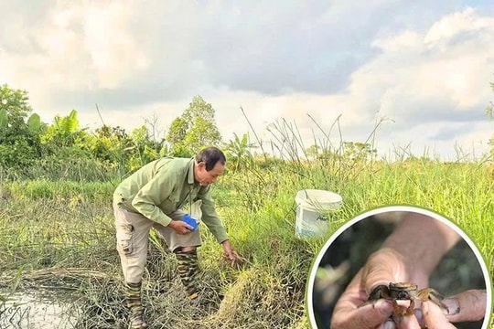Người nông dân Thanh Hóa nuôi con độc lạ, được bà con đặt biệt danh là "vua", thu nhập đều tay 200 triệu/năm