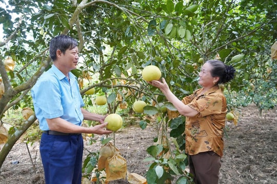 Nông dân Quảng Trị trồng đặc sản tỉnh khác, thu về cả trăm triệu mỗi năm