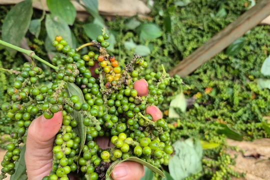 Giá tiêu hôm nay 11/12/2025: Biến động bất thường