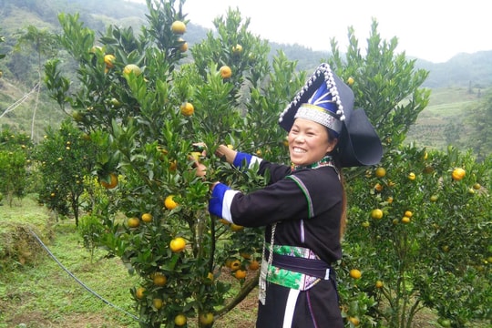 Nông dân Lào Cai đổi tư duy sản xuất, biến đặc sản trở thành "cây tiền tỷ"