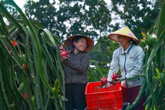 Nông dân Phú Thọ dám nghĩ dám làm, biến giống trái "đỏ lạ" thành nguồn thu tiền tỷ