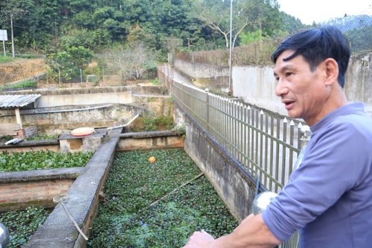 "Đặc sản quý" phát hiện trong khe suối giúp nông dân Lào Cai thoát cảnh sản xuất manh mún