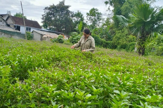 Nông dân Nghệ An bước ra khỏi canh tác truyền thống, tìm cơ hội làm giàu từ mô hình mới