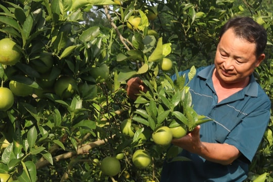 Người nông dân Tuyên Quang biến "đặc sản vùng núi" thành sinh kế, mỗi năm thu 700 triệu đồng
