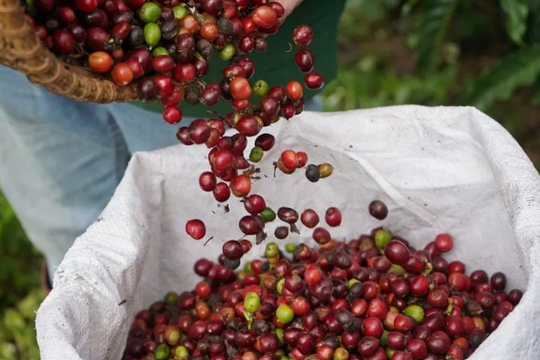 Giá cà phê hôm nay 14/12/2025: Lùi sát về mốc 100.000 đồng/kg