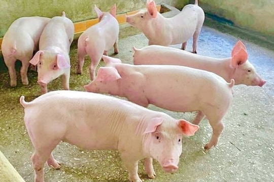 Giá heo hơi hôm nay 14/12/2025: Nhiều nơi chạm mốc 62.000 đồng/kg