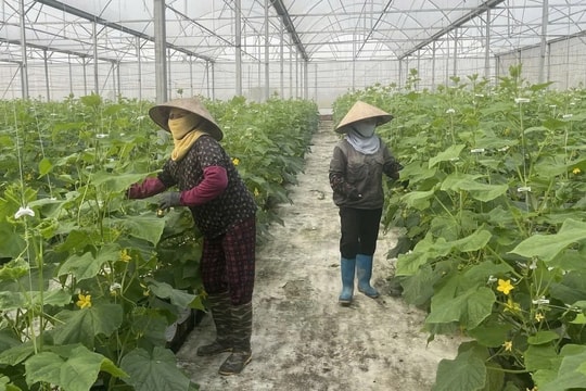 Nông dân Hải Phòng đổi đời trên chính thửa ruộng cũ nhờ mô hình nông nghiệp sạch