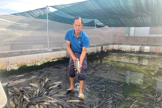 Hải Phòng xuất hiện mô hình nuôi giống cá lạ, người nông dân thu hàng trăm triệu đều quanh năm