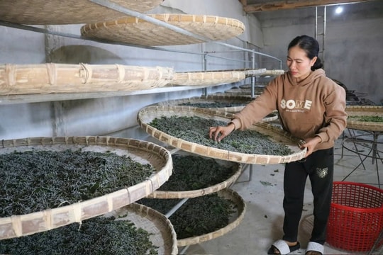 Nông dân vùng cao Lào Cai hồi sinh một nghề cũ, tạo sinh kế bền vững ngay trên nương dốc