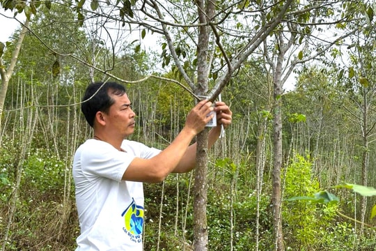 Nông dân Nghệ An thay đổi tư duy, tìm giá trị lâu dài từ cây trồng ít người dám chọn