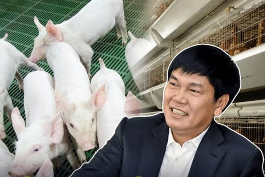 Chưa chính thức IPO, cổ phiếu mảng chăn nuôi nhà Hòa Phát đã được dự báo sinh lời đáng kể