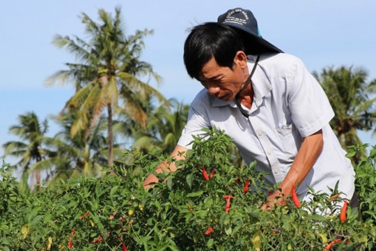 Giá ớt chỉ thiên lập đỉnh lịch sử, nông dân miền Tây “trúng mùa, trúng giá”