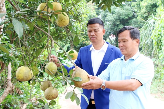 Ở Bắc Ninh, có người nông dân U70 vẫn sung sức làm giàu, mỗi năm thu về hơn 300 triệu đồng