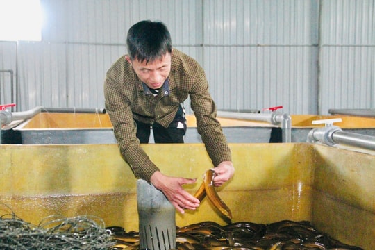 Nông dân Hà Tĩnh mạnh dạn bỏ cách nuôi cũ, đầu tư mô hình "độc lạ" thu nửa tỷ/năm
