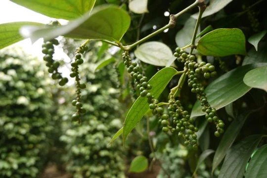 Giá tiêu hôm nay 18/12/2025: Chạm mốc cao nhất 150.000 đồng/kg