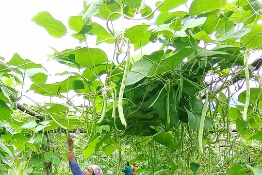 Từ “được mùa mất giá” đến xuất khẩu, người nông dân Phú Thọ đang kiếm hàng trăm triệu mỗi năm