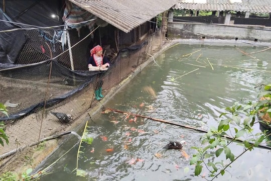 Người nông dân Tuyên Quang biến mô hình độc đáo "ao trên, ao dưới" thành nơi sinh ra khoản thu nhập cao