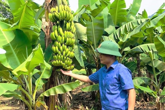 Nông dân vùng cao Huế biến cây trồng phụ thành sinh kế trăm triệu mỗi năm