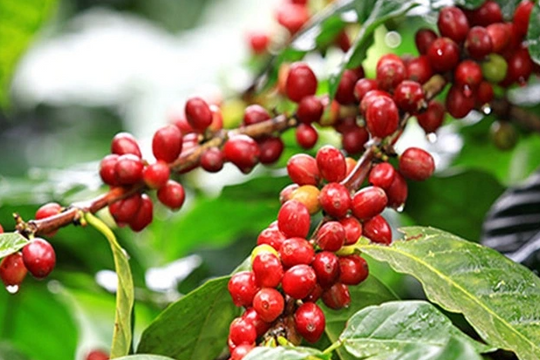 Giá cà phê hôm nay 19/12/2025: Rớt giá thẳng đứng