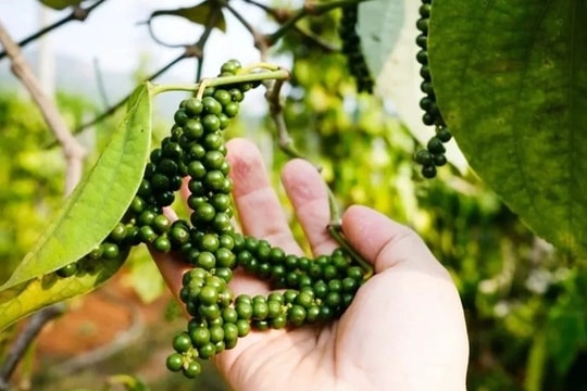 Giá tiêu hôm nay 19/12/2025: Thị trường chững giá