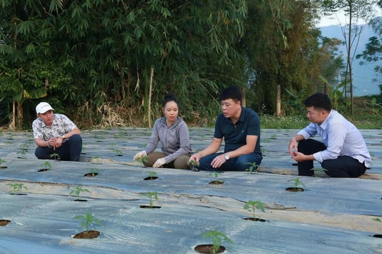 Nông dân Lào Cai vì sao nghỉ trồng lúa, ngô để chuyển sang giống trái " làm tê vị giác"?