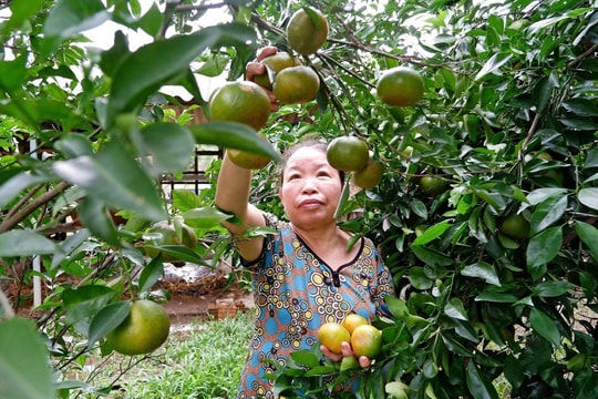 Từ vài chục triệu đồng hỗ trợ ban đầu, nông dân Đà Nẵng đang tạo sinh kế mới như thế nào?